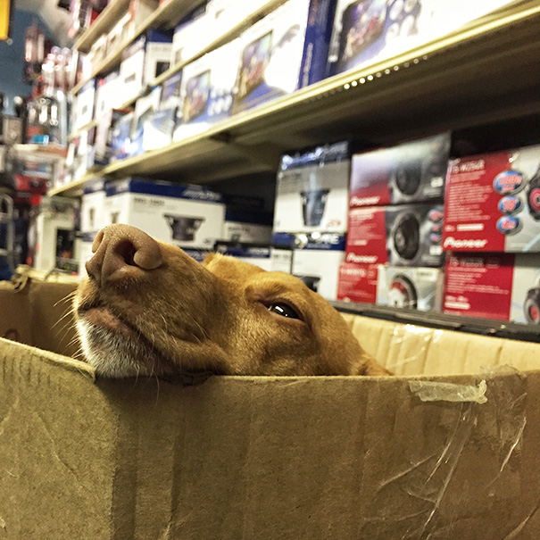 I Bring My Dog To Work Everyday. This Is How He Chills