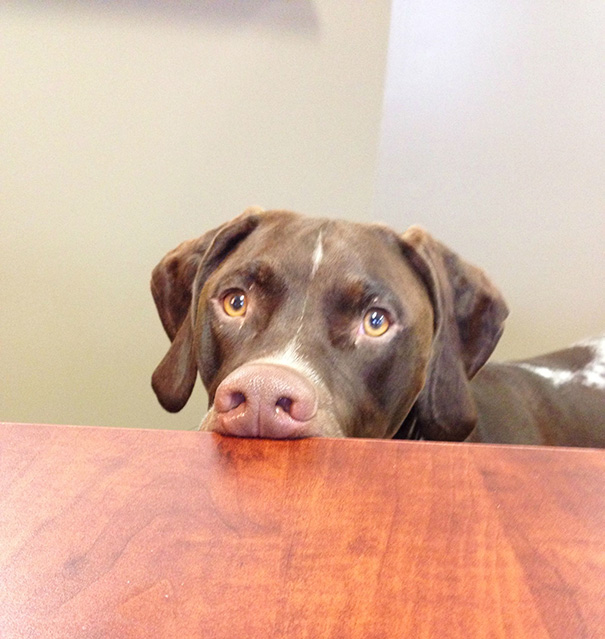 My Dog Is My Office Buddy, But He Can Be A Creeper Toward My Secretary
