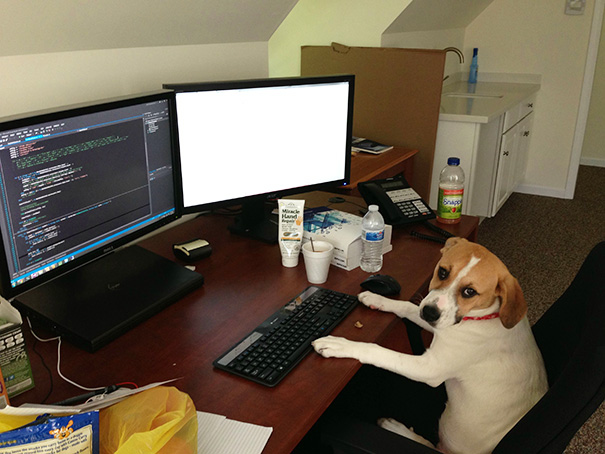 Bring Your Dog To Work Day