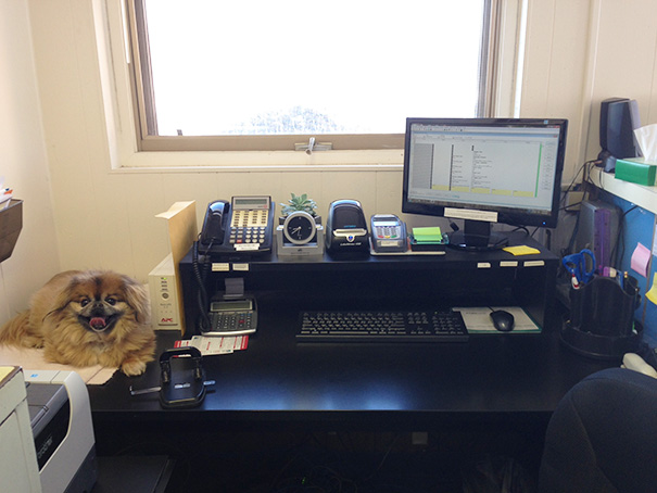 My Coworker Brought Her Dog To Work Today. He Sat Like This For All 8 Hours