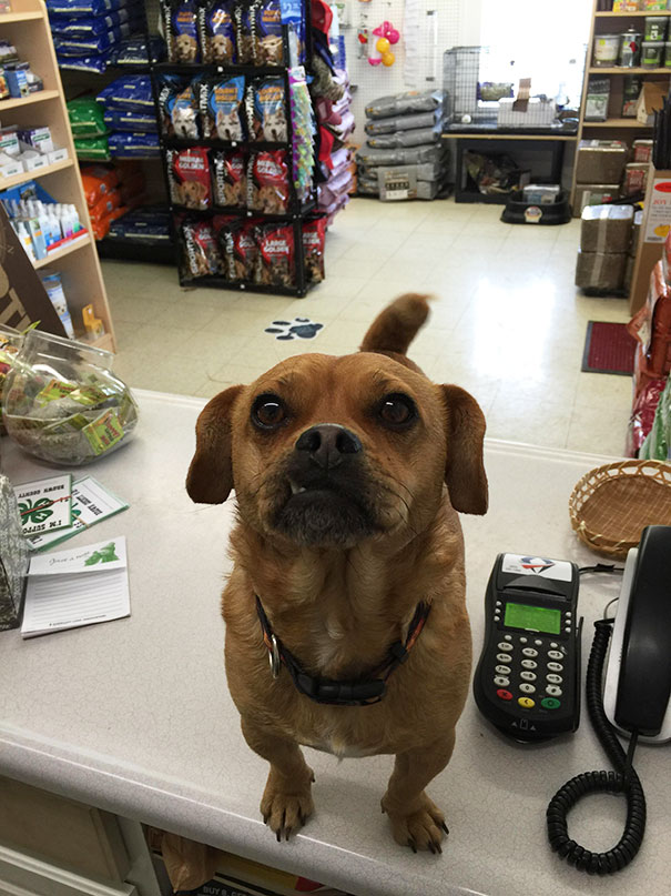 This Guy Thinks Every Day Is Bring Your Pet To Work Day