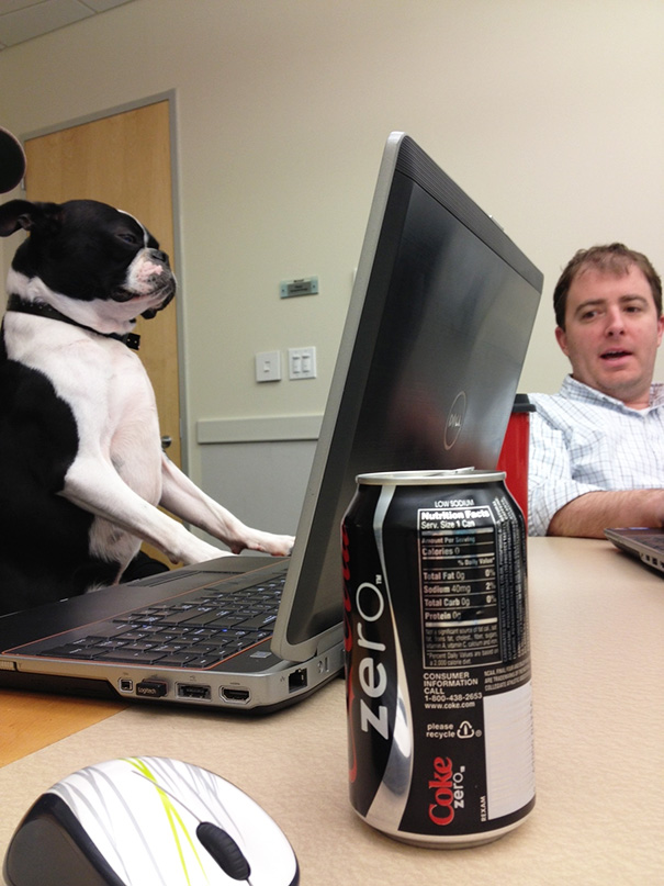 My Buddy's Dog Visited The Office