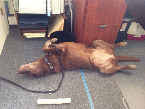 I Left My Dog In My Office For A 1 Hour Meeting, Which Turned Into A 6 Hour Meeting