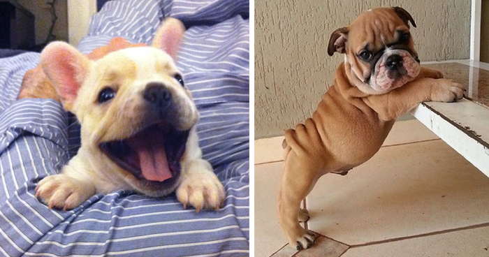 111 Beautiful Bulldog Puppies That Will Melt Your Heart