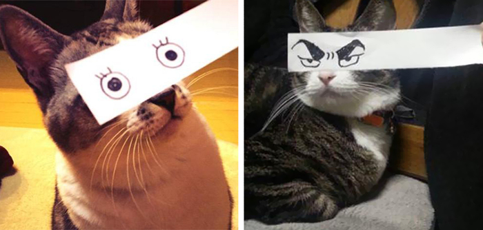 Cat Owners In Japan Are Giving Their Cats Funny Anime Eyes