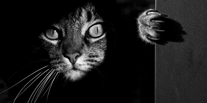 Share Classy Black And White Pictures Of Cats