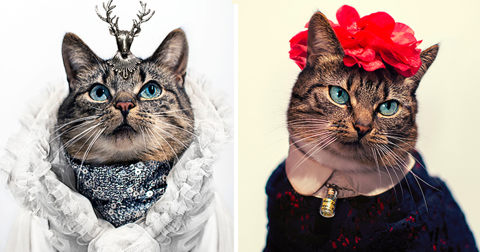 My Leukemic Cat Is The Greatest Fashion Diva Of All Time