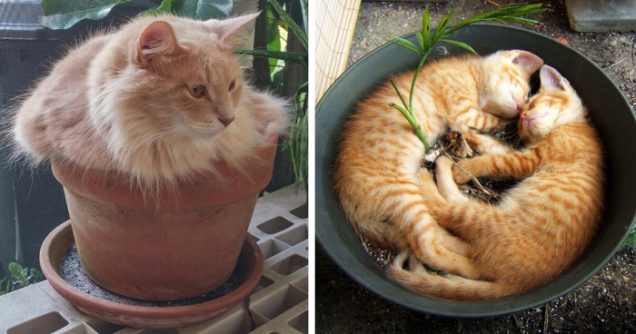 148 Cat-Plants You Probably Shouldn’t Water