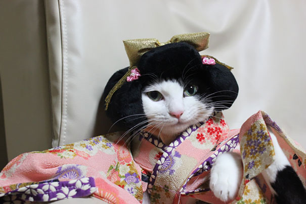 Kimono Cat