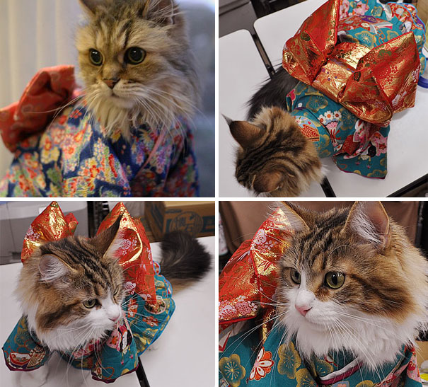 Kimono Cat