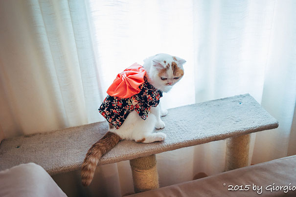 Kimono Cat
