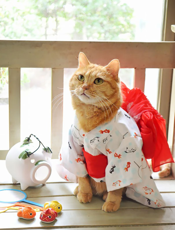 Kimono Cat