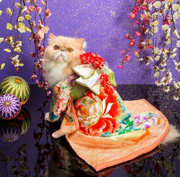 Kimono Cat