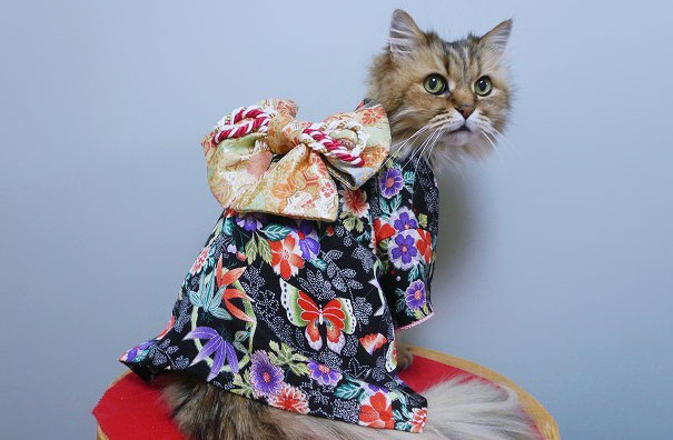 Kimono Cat