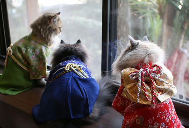 Kimono Cat