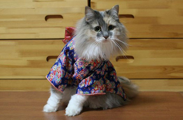 Kimono Cat