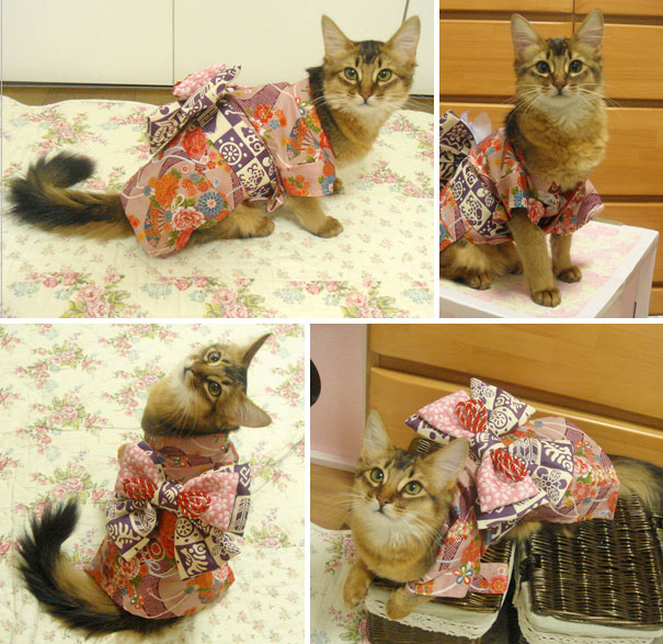 Kimono Cat
