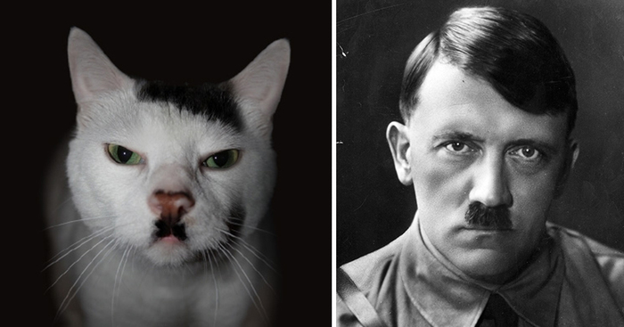 68 Cats That Look Like Other Things