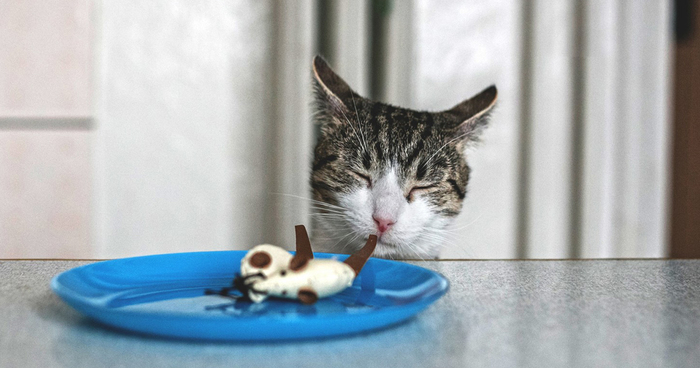 Catography With My Furry Friends