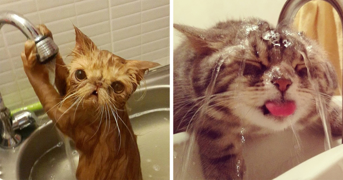 73 Crazy Cats That Actually Love Water