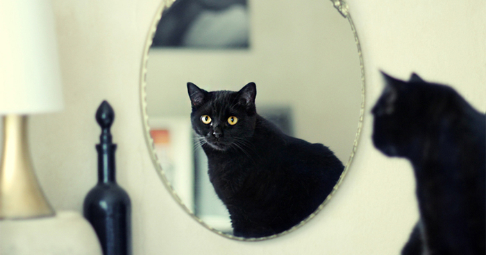 I Photograph My Cats Looking At Mirrors