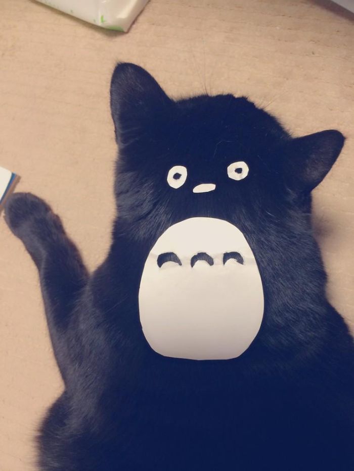 Totoro Cat