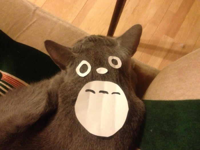 Totoro Cat