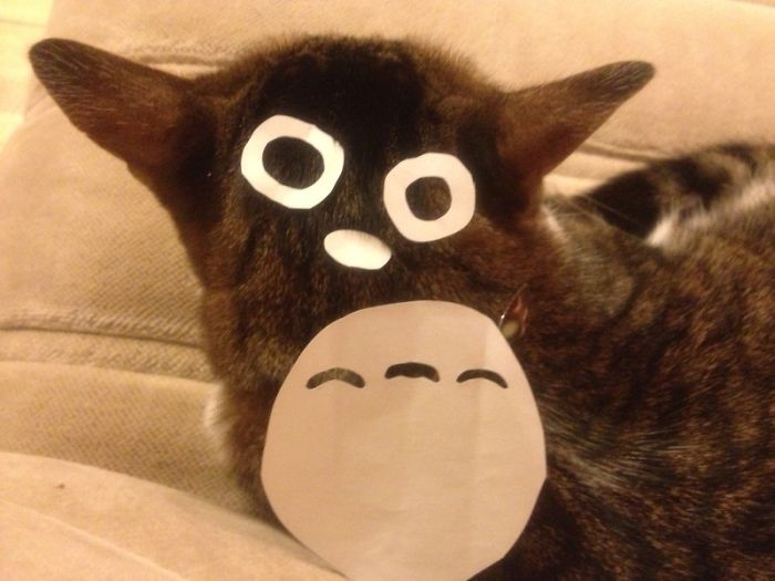 Totoro Cat