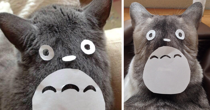 Cat Owners In Japan Are Turning Their Pets Into Totoro