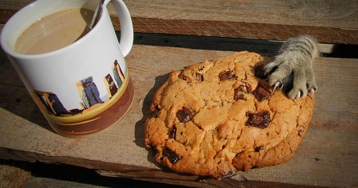 146 Cat-Thieves That Were Caught Red-Pawed