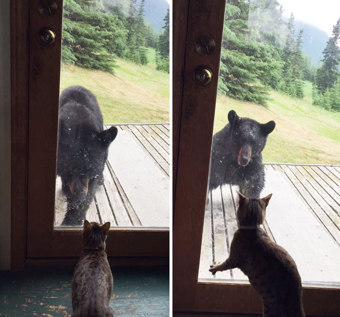 Cat Vs. Bear: Wild Bear Tries To Enter A House But Meets A Cat