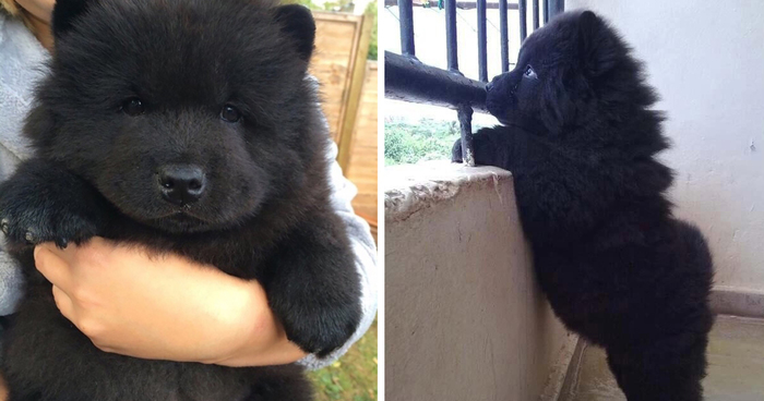233 Chubby Puppies That Look Like Teddy Bears