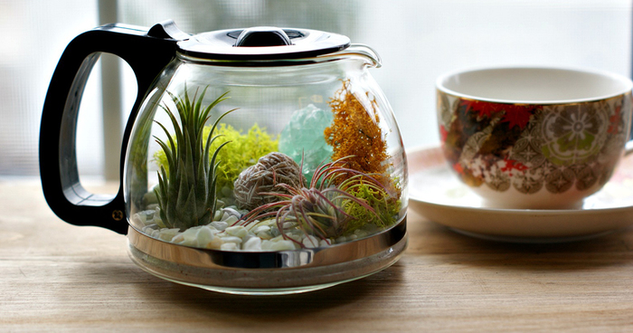 My DIY Coffee Pot Terrarium