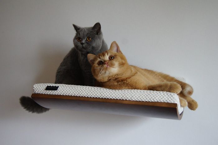 Cat’s Chillout Zone Cat’s Chillout Zone