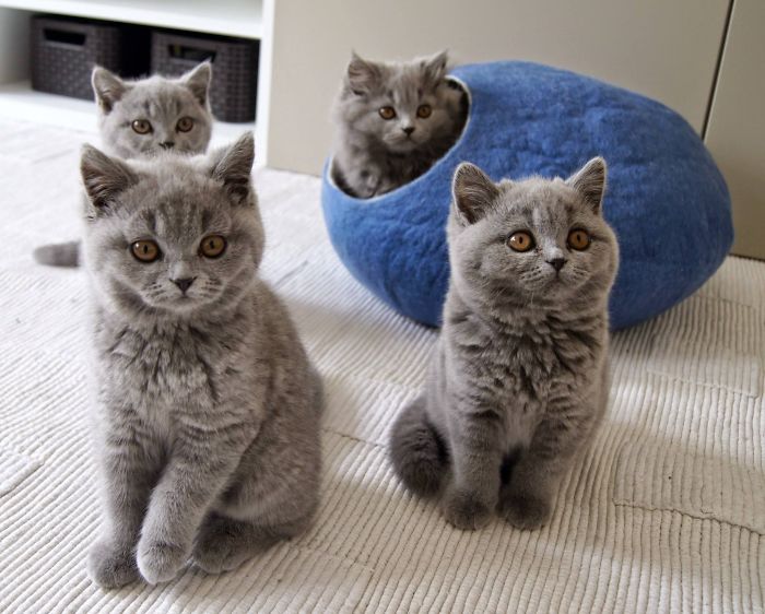 Cat’s Chillout Zone