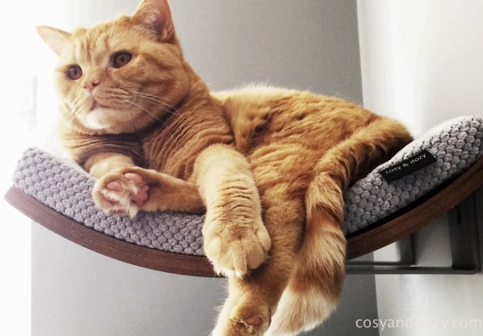 Cat’s Chillout Zone Cat’s Chillout Zone