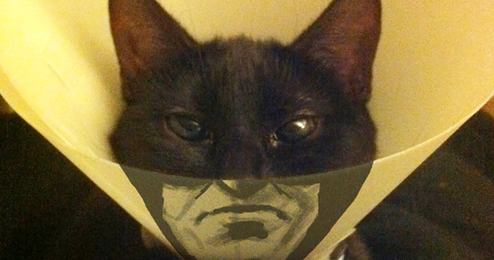 30 Awesome Pet Cones That Your Pet Will Hate Even More