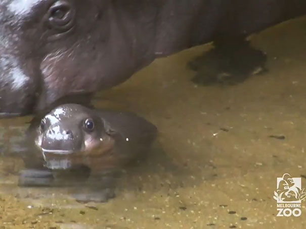 cute-baby-pygmy-hippopotamus-obi-melbourne-zoo-australia-10 cute-baby-pygmy-hippopotamus-obi-melbourne-zoo-australia-10