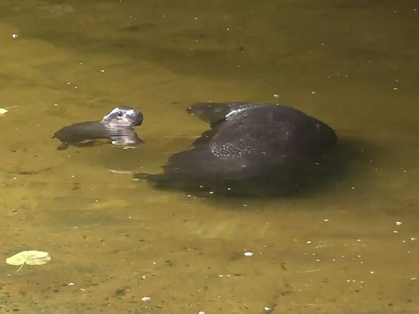 cute-baby-pygmy-hippopotamus-obi-melbourne-zoo-australia-11 cute-baby-pygmy-hippopotamus-obi-melbourne-zoo-australia-11