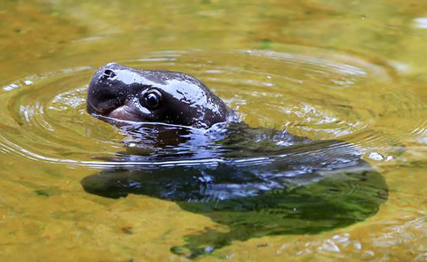 cute-baby-pygmy-hippopotamus-obi-melbourne-zoo-australia-2 cute-baby-pygmy-hippopotamus-obi-melbourne-zoo-australia-2