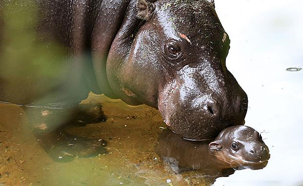 cute-baby-pygmy-hippopotamus-obi-melbourne-zoo-australia-3 cute-baby-pygmy-hippopotamus-obi-melbourne-zoo-australia-3