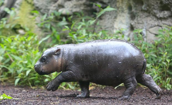 cute-baby-pygmy-hippopotamus-obi-melbourne-zoo-australia-5 cute-baby-pygmy-hippopotamus-obi-melbourne-zoo-australia-5