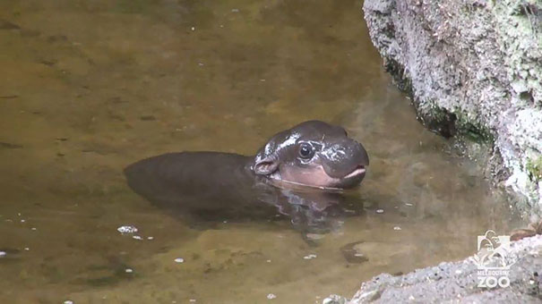 cute-baby-pygmy-hippopotamus-obi-melbourne-zoo-australia-7 cute-baby-pygmy-hippopotamus-obi-melbourne-zoo-australia-7