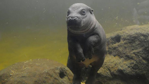 cute-baby-pygmy-hippopotamus-obi-melbourne-zoo-australia-8 cute-baby-pygmy-hippopotamus-obi-melbourne-zoo-australia-8