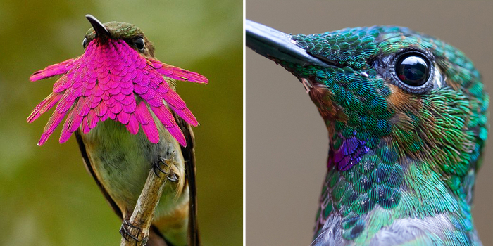 20 Vivid Hummingbird Close-ups Reveal Their Incredible Beauty
