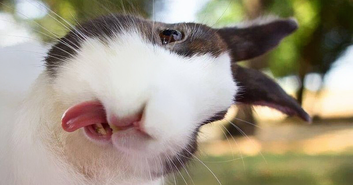 20 Adorable Bunnies Sticking Their Tongues Out