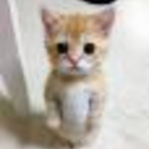 1IndignantHen avatar