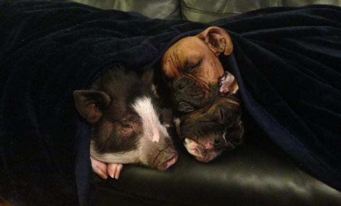 This Pig Thinks She’s A Dog