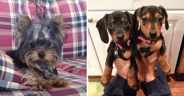 Let’s See Pictures Of Your Baby Dogs