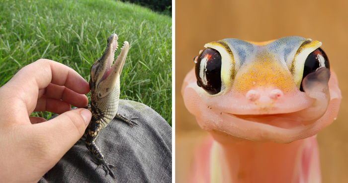 Reptiles Can Be Cute Too (87 Photos)